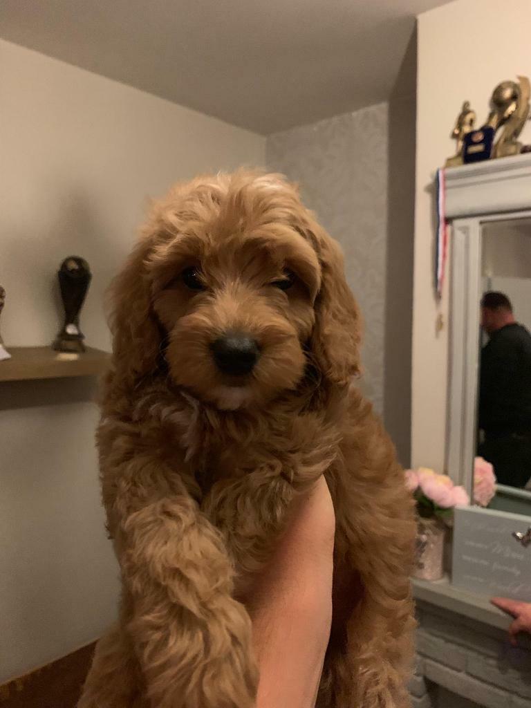 paw perfect nail trimmer